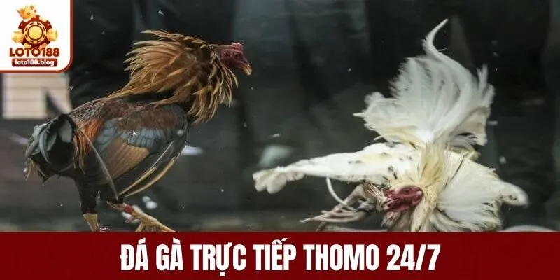 Đá Gà Trực Tiếp Thomo 24/7 LOTO188: Thử Vận May Ngay Hôm Nay