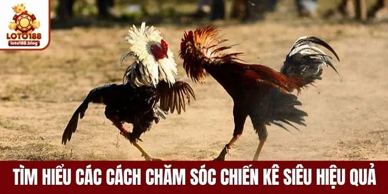 Tìm hiểu các cách chăm sóc chiến kê siêu hiệu quả